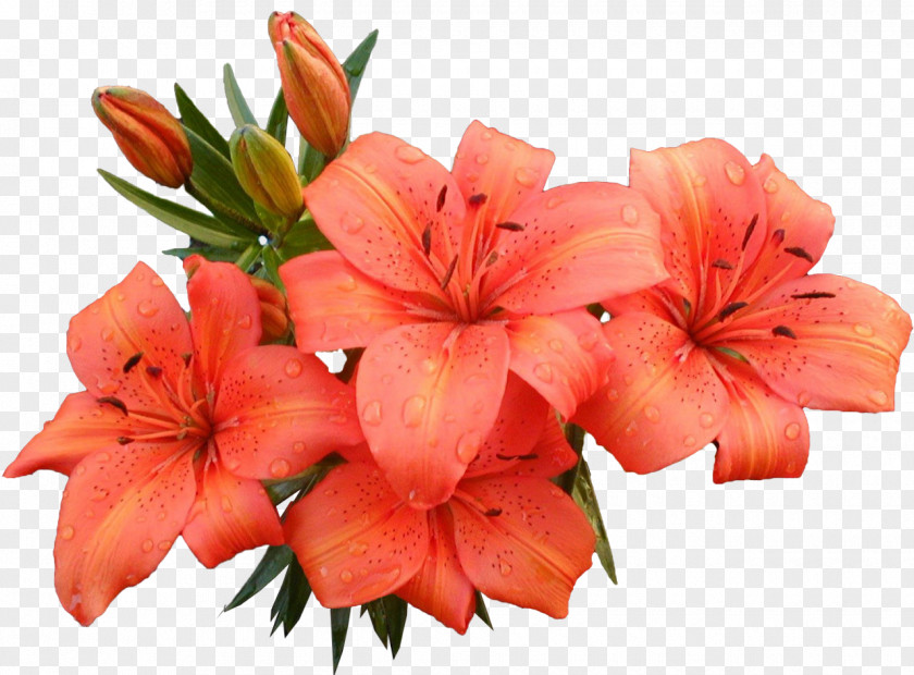 Lily Flower Lilium PNG