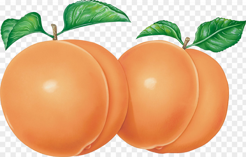 Peach PNG clipart PNG