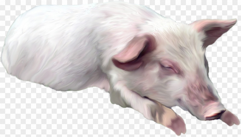 Pig Domestic Horse Dog Clip Art PNG