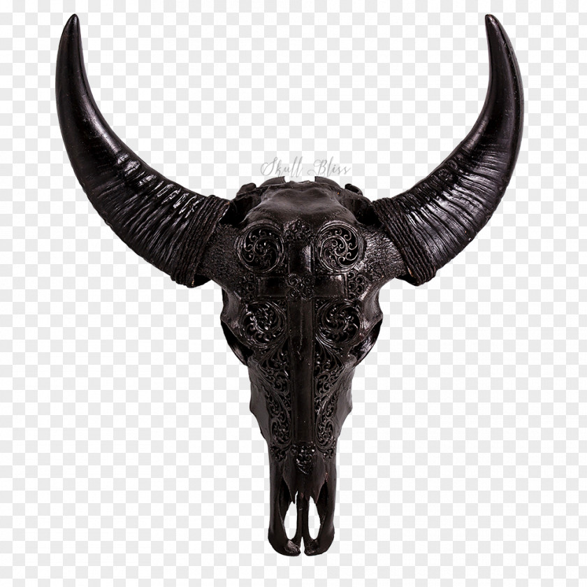 Skull Cattle Horn Animal Skulls Water Buffalo PNG