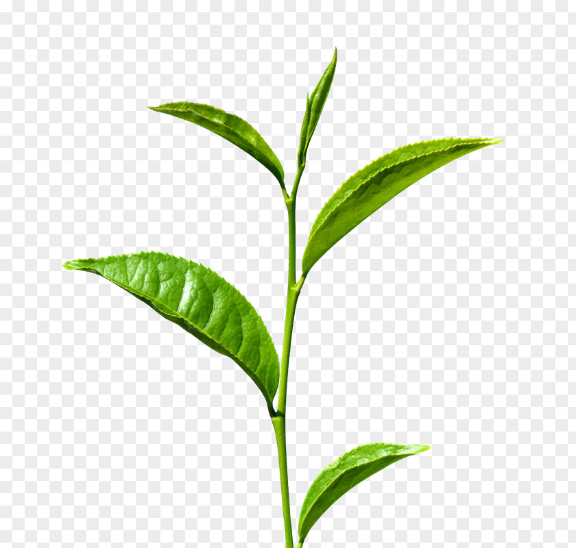 A Tea Green Matcha Leaf Production In Sri Lanka PNG