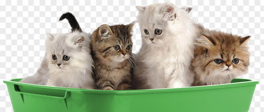 Cat Litter Persian Kitten Puppy Dog Pet PNG