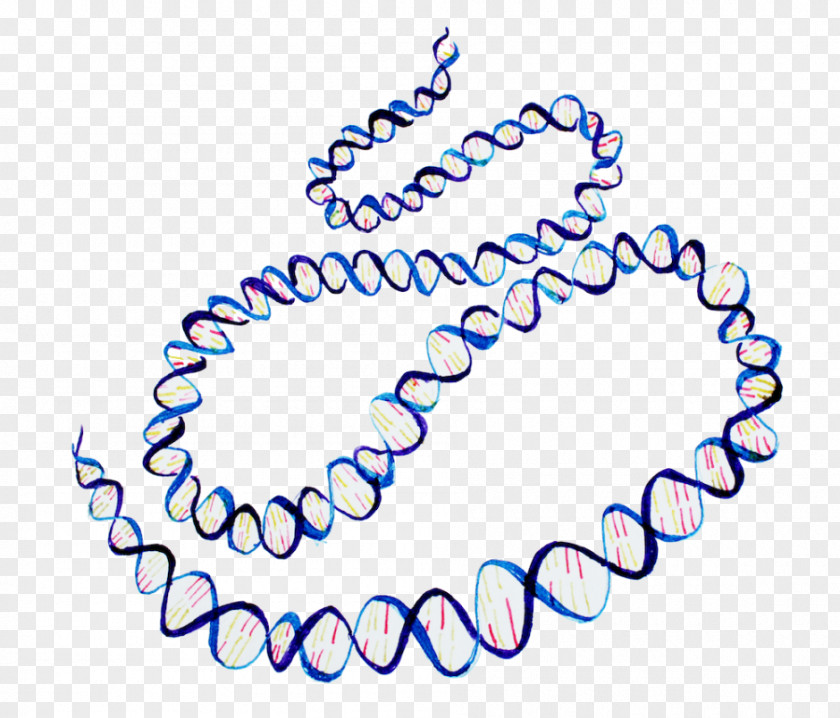 ENCODE Human Genome Project DNA Nucleic Acid Double Helix PNG