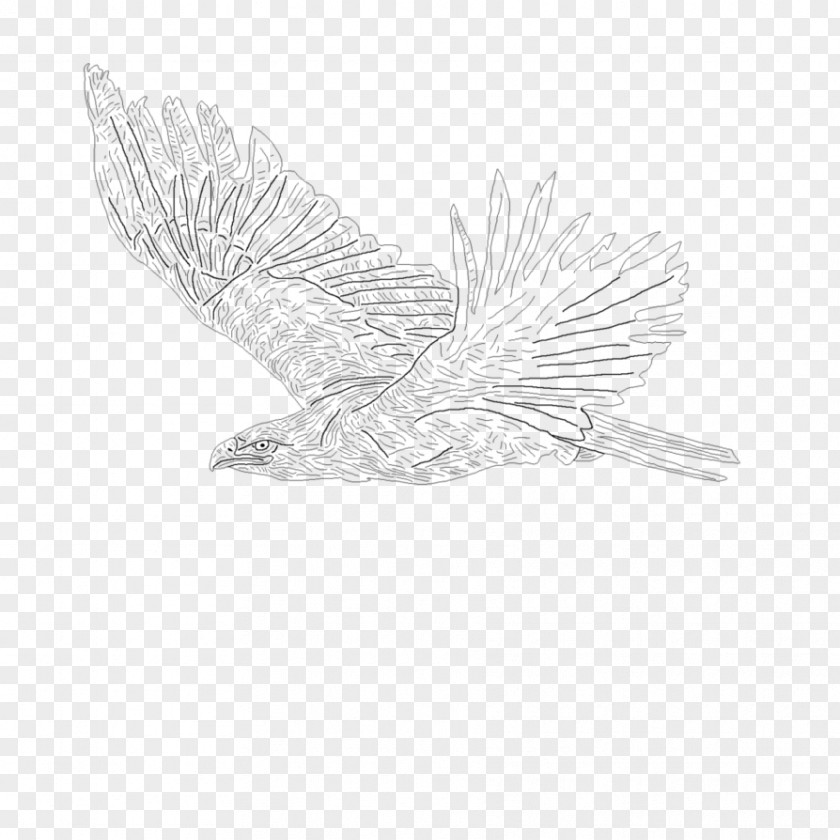 Feather Bird Of Prey Drawing Beak PNG
