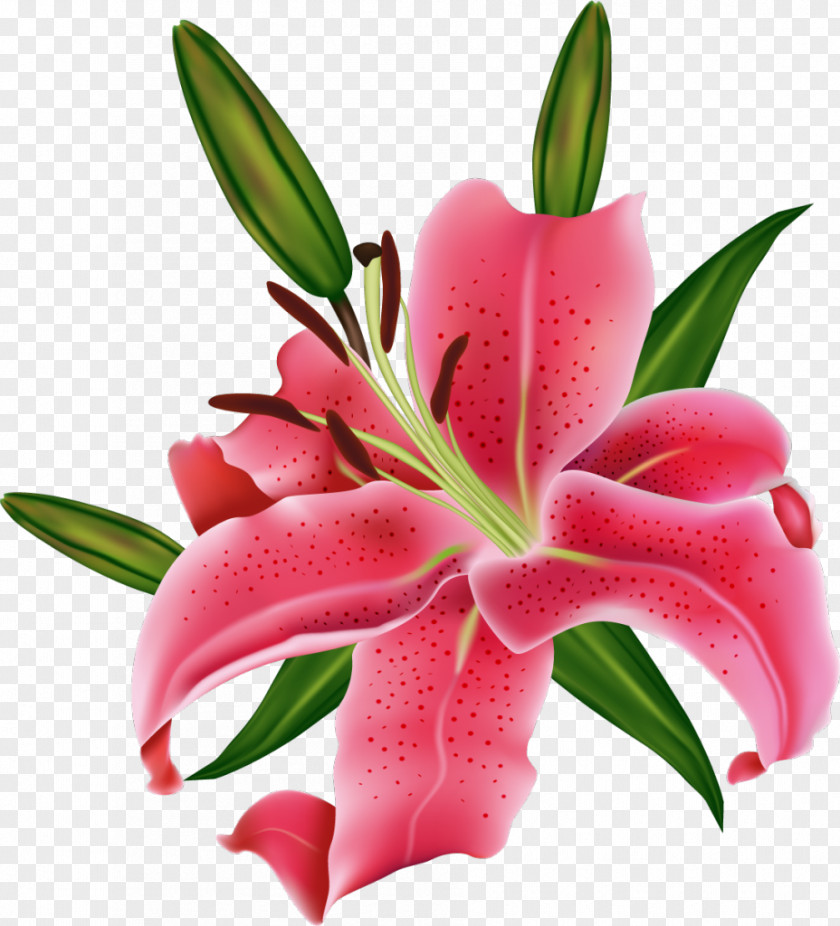 Lily Photography Pink Flowers Clip Art PNG