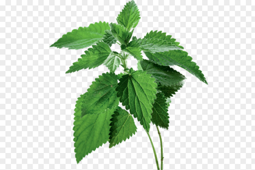 Magic Herb Common Nettle Food Extract Therapy PNG