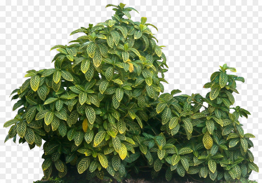 Plant Sanchezia Shrub Ornamental Leaf PNG