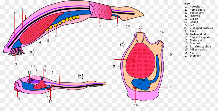 Anatomy Invertebrate Lancelet Branchiostoma Lanceolatum Sea PNG