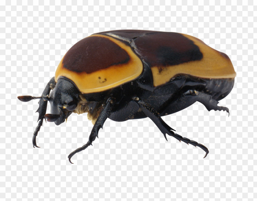 Beetle Specimens Clip Art PNG