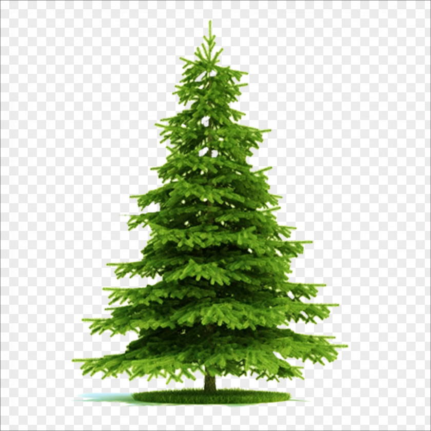 Christmas Tree Blue Spruce Picea Asperata Norway Plant PNG