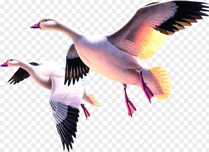 Flying Swan Duck Cygnini Goose PNG