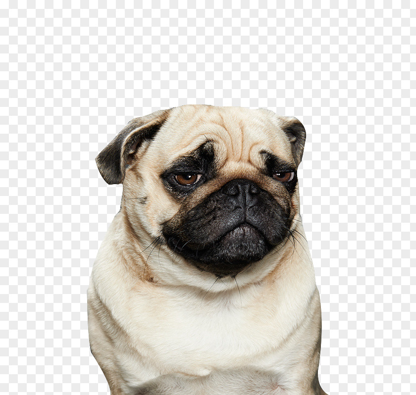 Puppy Pug Pembroke Welsh Corgi Desktop Wallpaper PNG