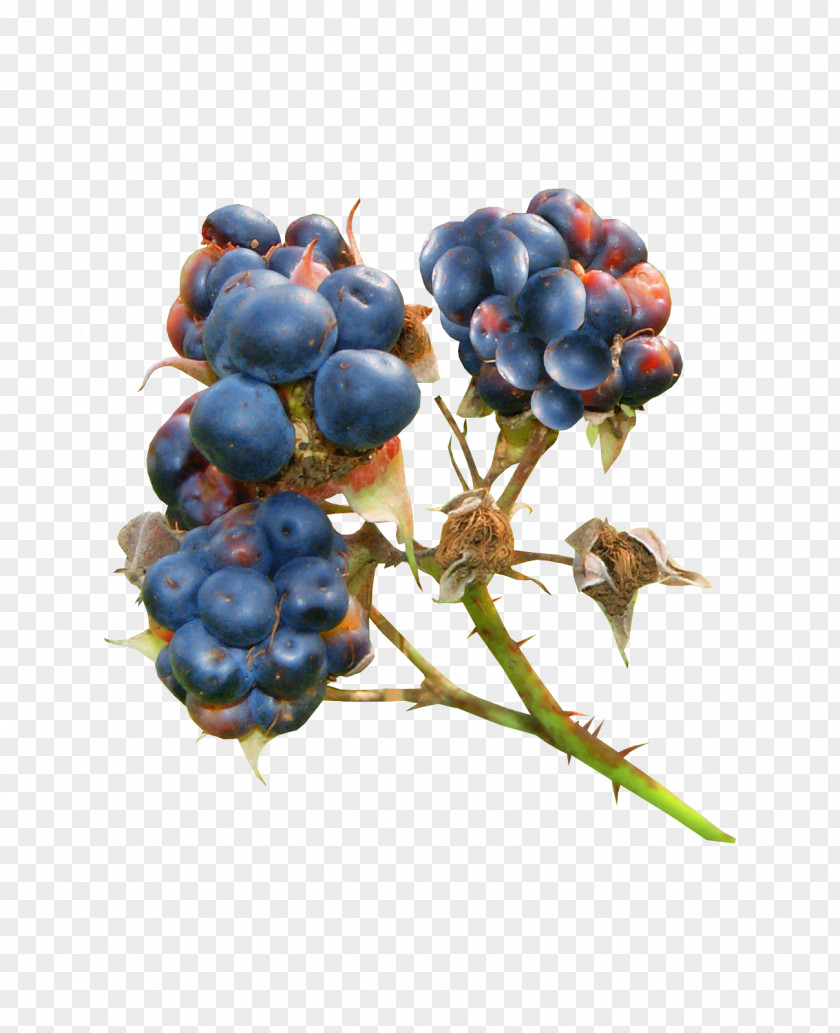 Blueberry Bilberry Blackberry Auglis PNG