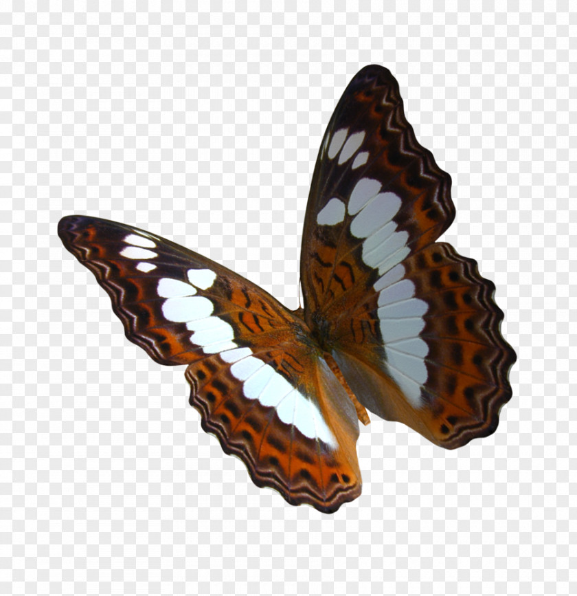 Flying Swallowtail Butterfly Monarch Clip Art PNG