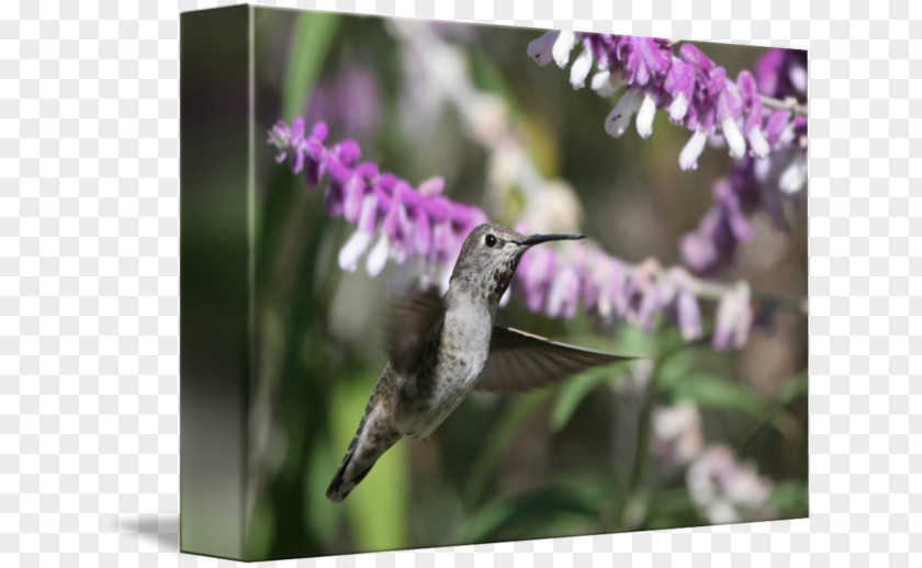 Watercolor Hummingbird Fauna M Nectar Beak Lavender PNG