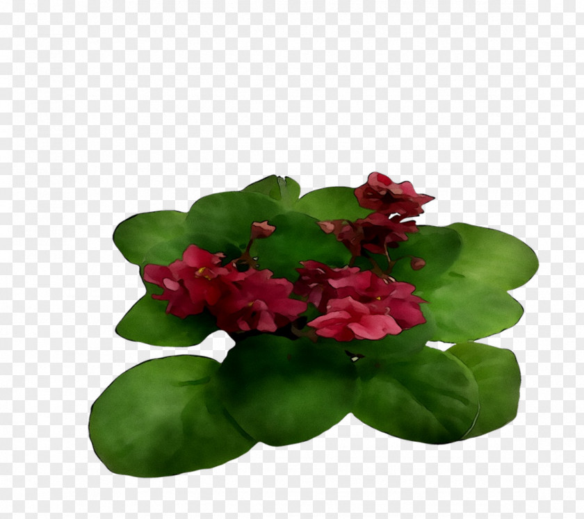 Annual Plant Leaf Plants PNG