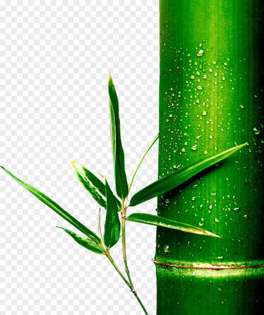 Bamboo Bamboe PNG