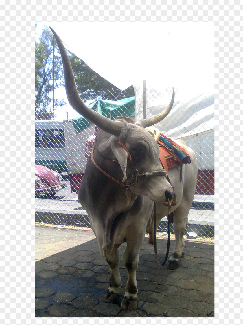 Bull Cattle Ox Jeffrey Horn PNG