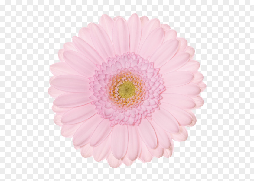 Gerbera Transvaal Daisy Chrysanthemum Schreurs Holland B.V. Cut Flowers PNG