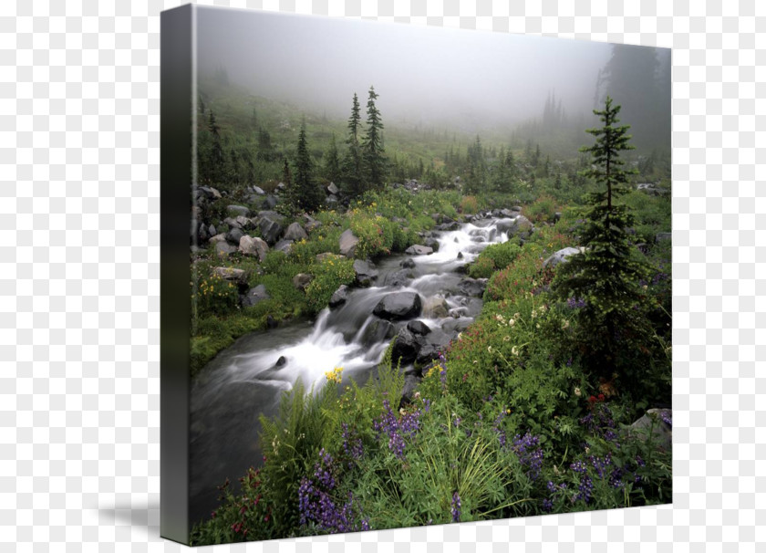Park Mount Rainier Water Resources Nature Reserve Gallery Wrap Waterfall PNG