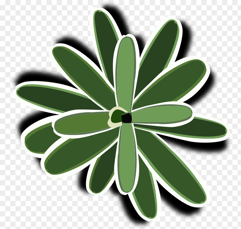 Bromeliad Bromelia Landscaping Clip Art PNG