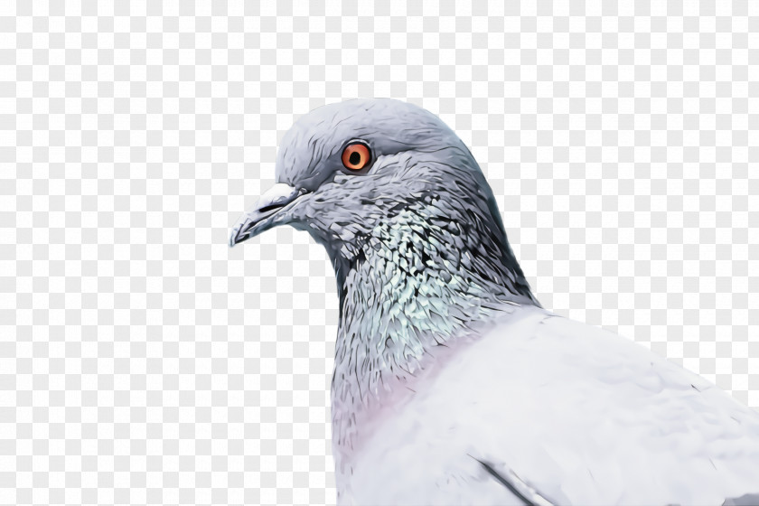 Feather Beak PNG