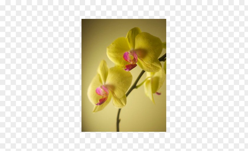 Flower Map Writing My Will Moth Orchids Author PNG