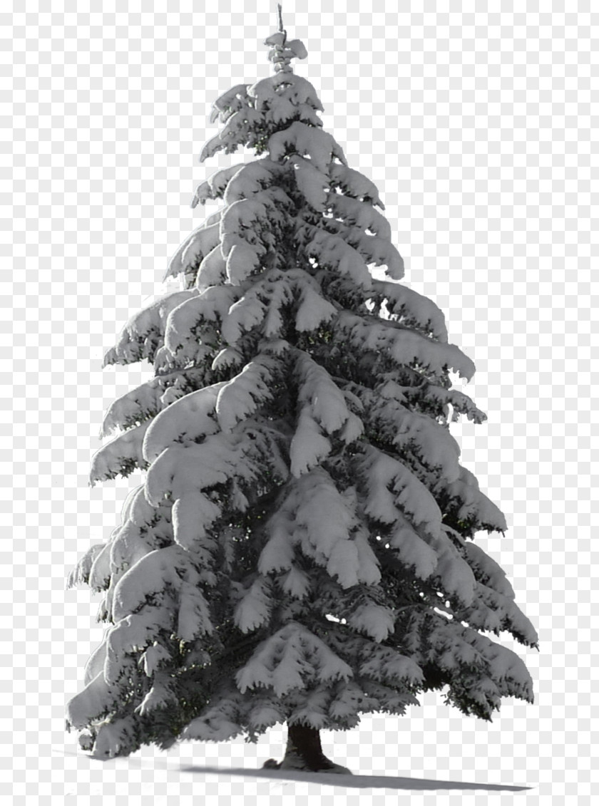 Frost Cypress Family Christmas Black And White PNG