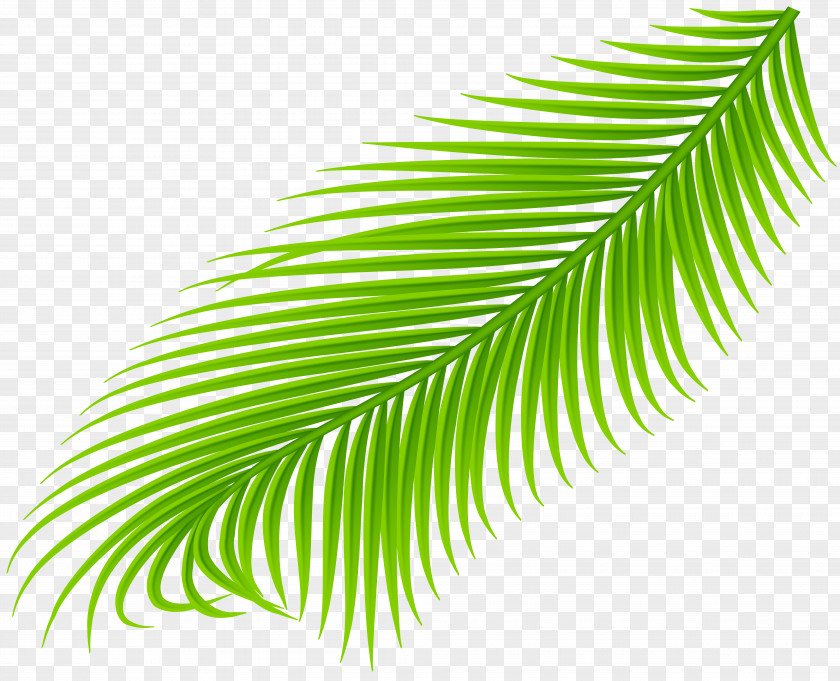 Leaf Palm Branch Trees Clip Art Image PNG