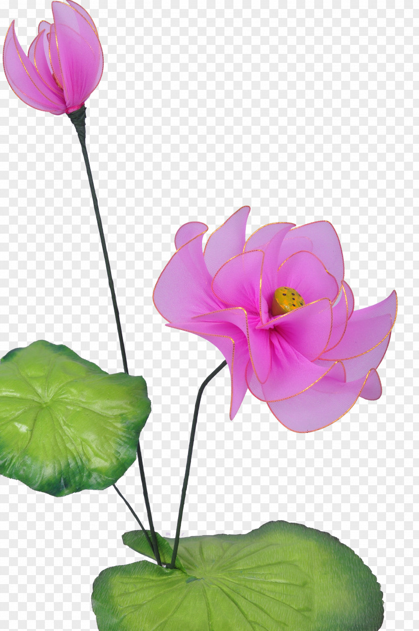 Lotus China Nelumbo Nucifera Pink PNG