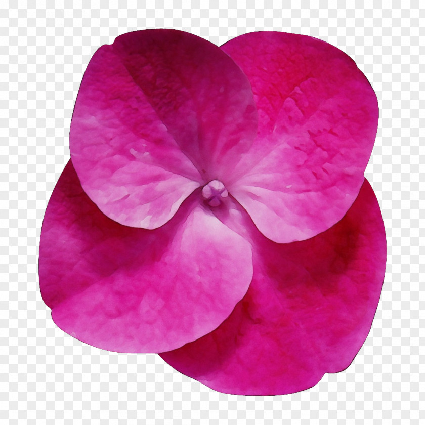 Petal Flower Clip Art Desktop Wallpaper PNG