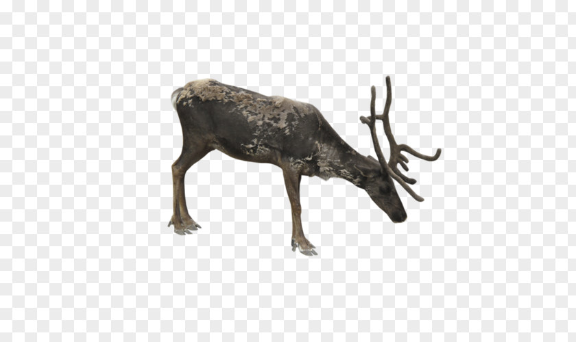Reindeer Moose Elk PNG