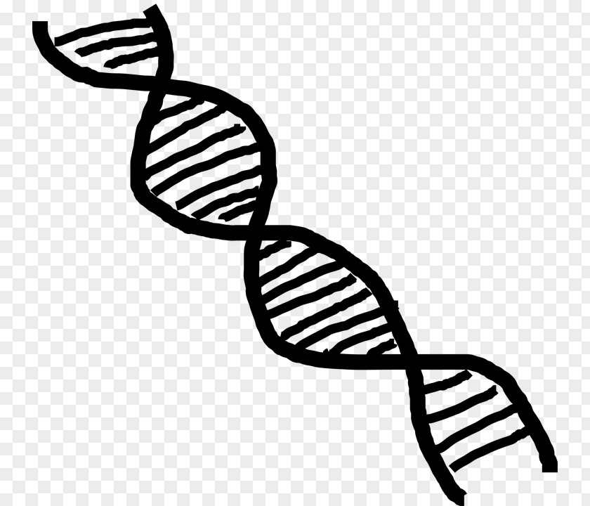 Science Nucleic Acid Double Helix DNA RNA Clip Art PNG