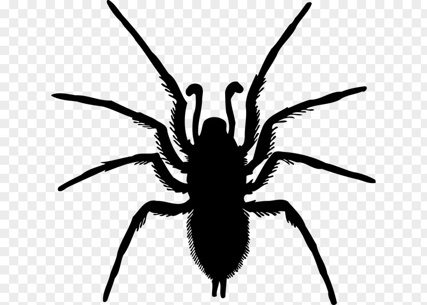 Spider Arthropod Die Insekten Clip Art PNG