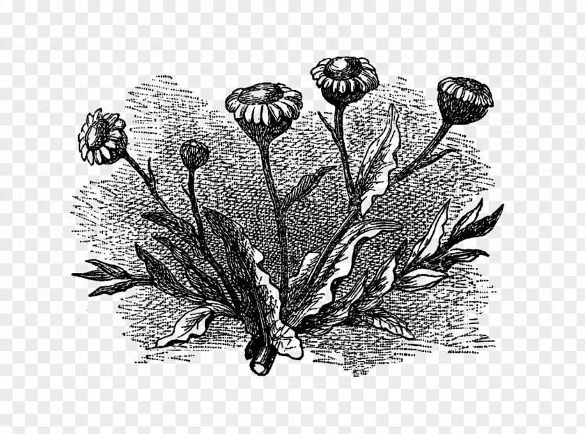 Vintage Flower Black And White Drawing Monochrome Photography Clip Art PNG