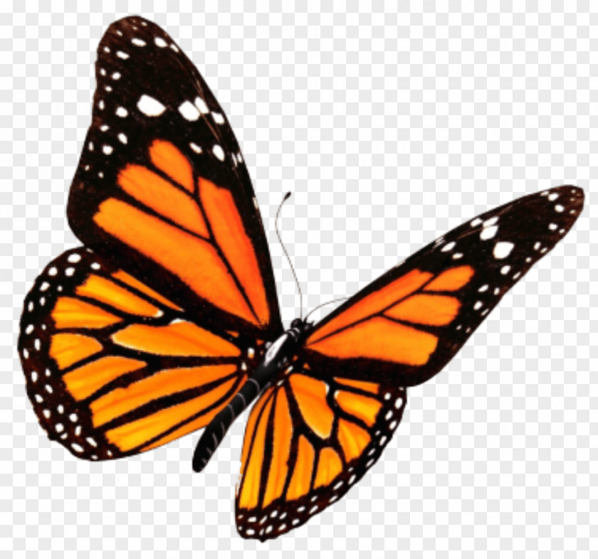 Butterfly Monarch Insect Clip Art Swallowtail PNG