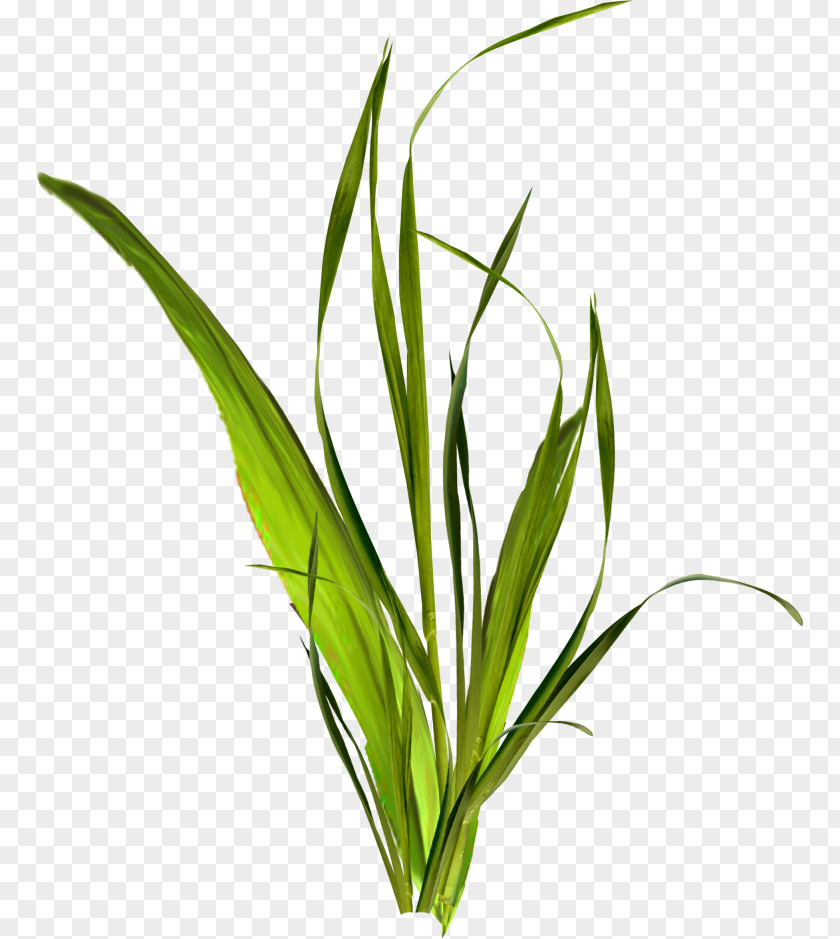 Elegant Little Ray Of Good Hastily Herbaceous Plant Clip Art PNG