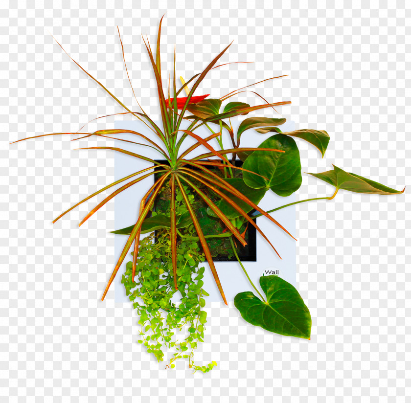 Leaf Flowerpot Houseplant Plant Stem PNG