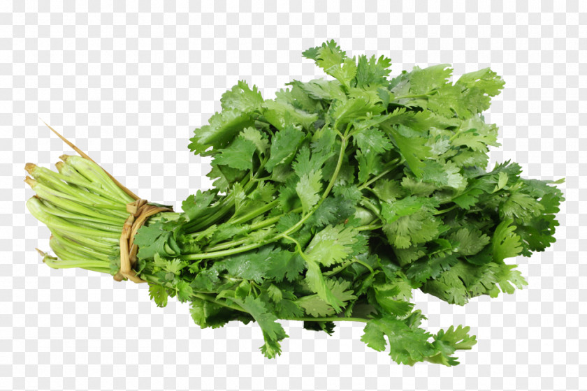 Pak Choi Vegetable Fruit Mercados Fruver Cultivo De Hortalizas Coriander PNG