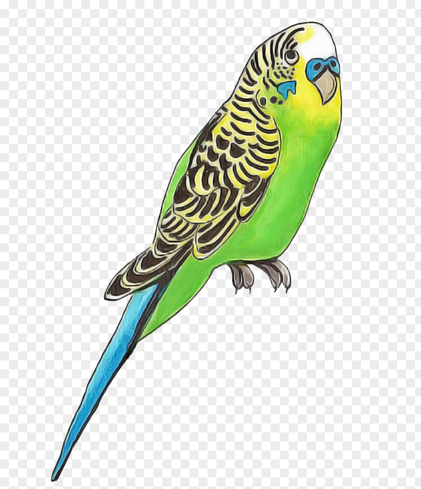 Budgerigar Parakeet Parrots Royalty-free Vector PNG