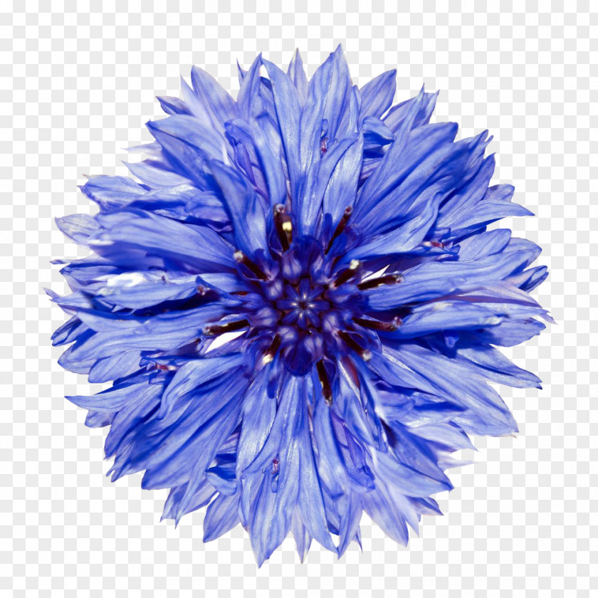 Cornflower High-definition PNG high-definition clipart PNG