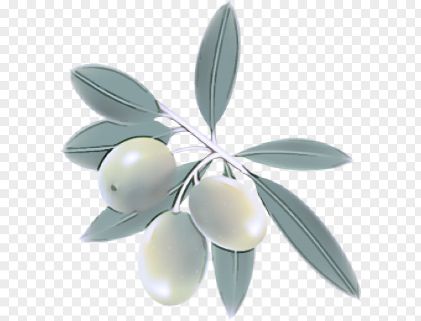 Olive Leaf Plant Tree Fruit PNG