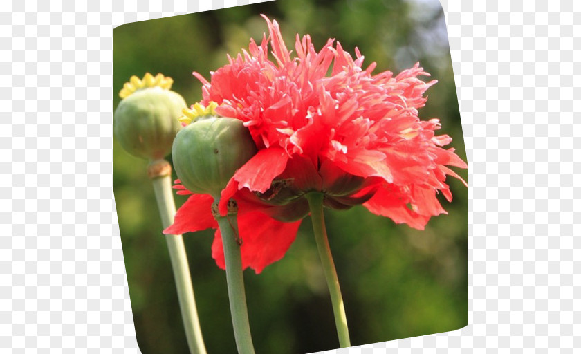 Opium Poppy Common Hypnos Birth Flower PNG