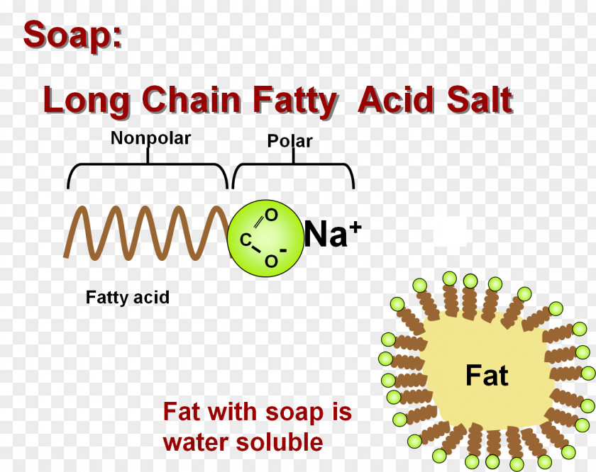 Salt Fatty Acid Lipid PNG