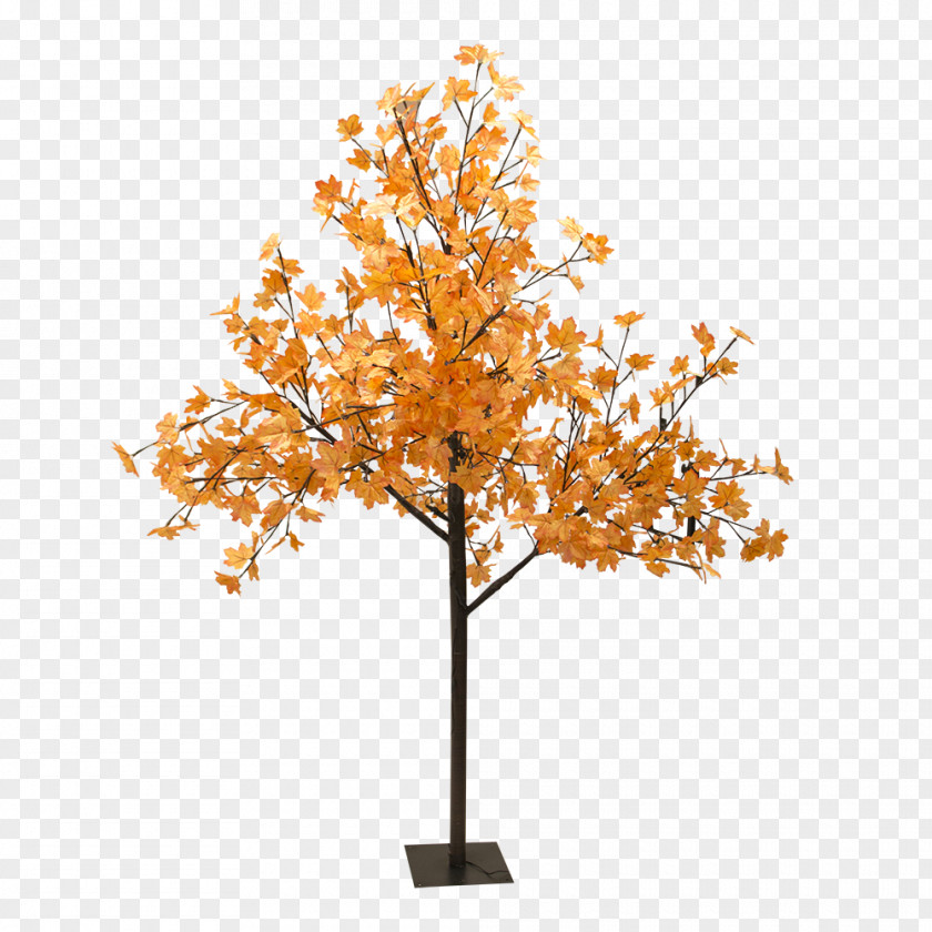 Tree Shade Light Red Maple Sugar Woody Plant PNG