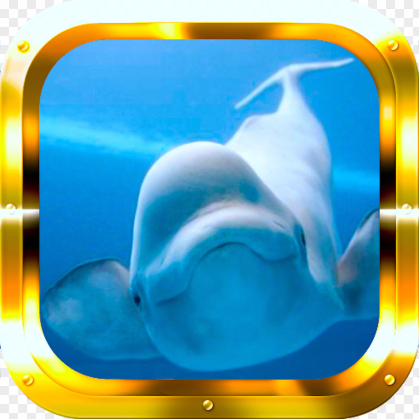 Whale Arctic Beluga Shedd Aquarium Lagenorhynchus PNG