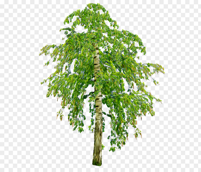 All Natural Hardwood Softwood Tree Oak Deciduous PNG