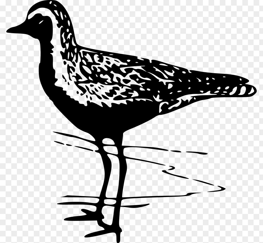 Bird Pacific Golden Plover American Clip Art PNG