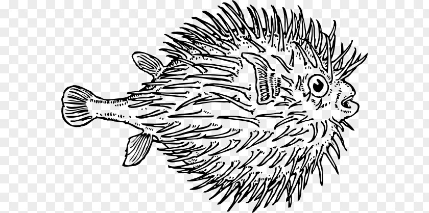 Blowfish Cliparts Pufferfish Coloring Book Shark Clip Art PNG