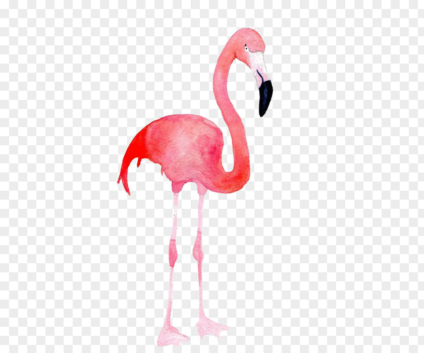 Flamingos Flamingo Blue Pink Color PNG
